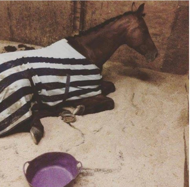 Individual horse bedding bags